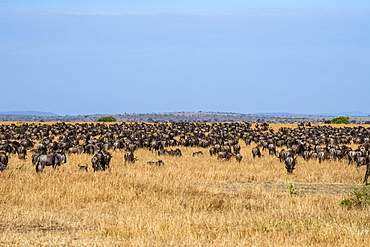 Dense herd of Wildebeest (Connochaetes taurinus) in the dry grasslands of the Serengeti Plains, Serengeti National Park, Tanzania