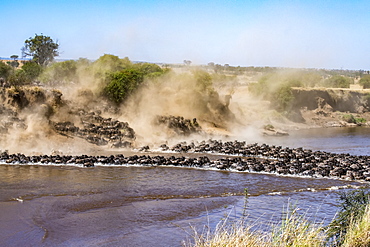 Large herd of Wildebeest (Connochaetes taurinus) kick up dust as they plunge down a steep bank to cross the Mara River, Serengeti National Park, Tanzania