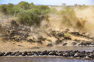 Large herd of Wildebeest (Connochaetes taurinus) kick up dust as they plunge down a steep bank to cross the Mara River, Serengeti National Park, Tanzania