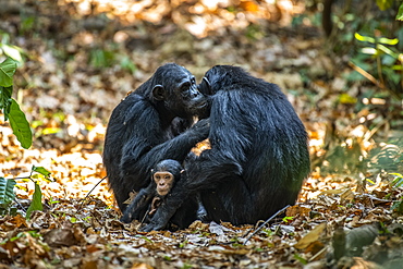 Female Chimpanzees (Pan troglodytes) grooming each other while one of their babies sits between them in Mahale Mountains National Park on the shores of Lake Tanganyika, Tanzania