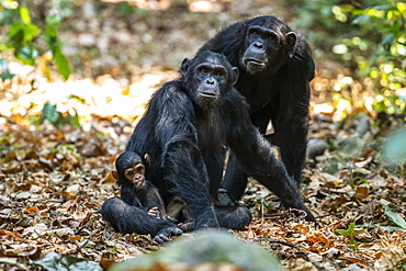 Female Chimpanzee (Pan troglodytes) and a tiny baby in Mahale Mountains National Park on the shores of Lake Tanganyika, Tanzania