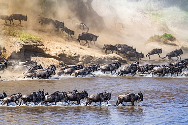 Large herd of Wildebeest (Connochaetes taurinus) kick up dust as they plunge down a steep bank to cross the Mara River, Serengeti National Park, Tanzania