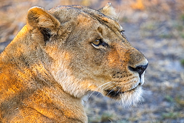 Close-up portrait of lioness (Panthera Leo), Katavi National Park, Tanzania