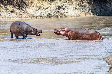 Two Hippopotamus (Hippopotamus amphibious) face off aggressively in shallow water in Katavi National Park, Tanzania