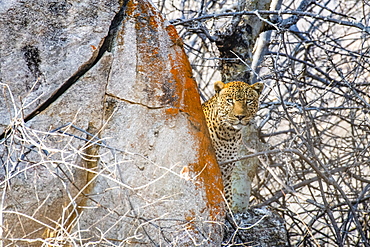 Leopard (Panthera pardus) peers from behind a lichen-covered rock in Ruaha National Park, Tanzania