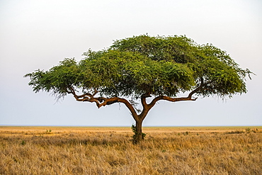 A lone acacia tree on the edge of the Katavi Plain in Katavi National Park, Tanzania