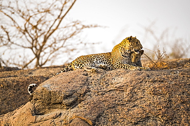 Leopard (Panthera pardus) lays on a rock looking to the right, Northern India, Rajasthan, India