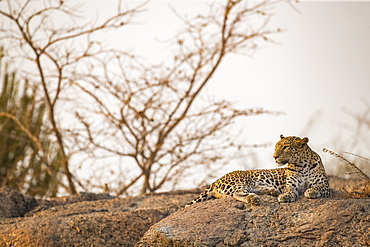 Leopard (Panthera pardus) lays on a rock looking to the left, Northern India, Rajasthan, India