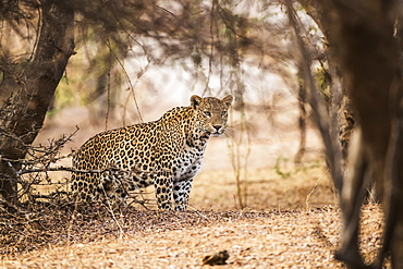 Leopard (Panthera pardus) stands under a tree looking to the right, Northern India, Rajasthan, India