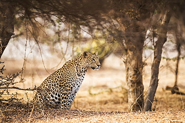 Leopard (Panthera pardus) sits under a tree looking to the right, Northern India, Rajasthan, India