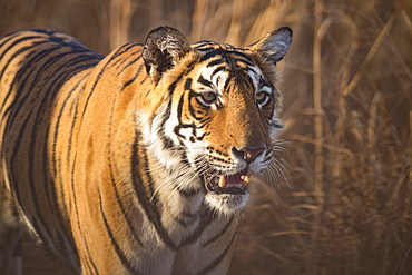 Bengal tiger (Panthera tigris tigris), Ranthambore National Park, India