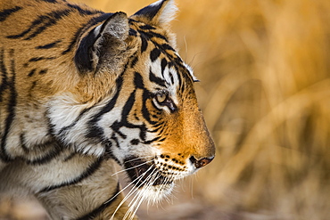 Bengal tiger (Panthera tigris tigris), Ranthambore National Park, India