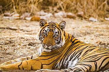 Bengal tiger (Panthera tigris tigris), Ranthambore National Park, Rajasthan, India