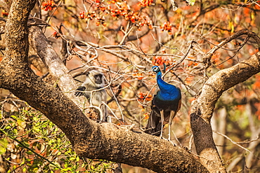 Peacock (Pavo cristatus) standing on a tree branch in Ranthambore National Park, Northern India, Rajasthan, India