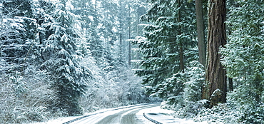 Snow storm in Stanley Park, Vancouver, British Columbia, Canada