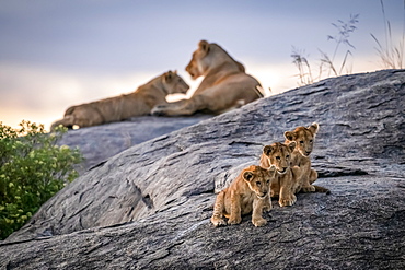 Three lion cubs (Panthera leo) sitting on a rock looking out with two lionesses in the background at dusk, Serengeti, Tanzania