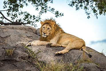 Male lion (Panthera leo) lies on a rock looking at the camera, Serengeti, Tanzania