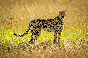 Cheetah (Acinonyx jubatus) stands eyeing camera in long grass, Serengeti, Tanzania