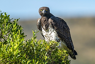 Martial eagle (Polemaetus bellicosus) eyes camera from leafy bush, Serengeti, Tanzania