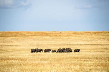 Elephant herd (Loxodonta africana) cross grassy plain in sunshine, Serengeti, Tanzanai