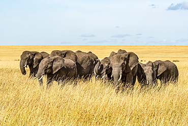 Elephant herd (Loxodonta africana) cross grassy plain in sunshine, Serengeti, Tanzanai