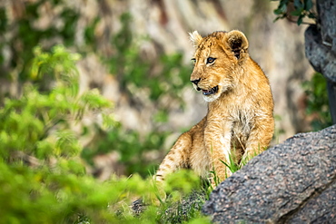 Lion cub (Panthera Leo) sits on rock among bushes, Serengeti, Tanzania