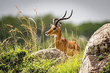 Male impala (Aepyceros melampus) lies among rocks and grass, Serengeti, Tanzania