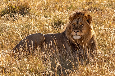 Male lion (Panthera leo) lying in grass looking up, Serengeti, Tanzanai