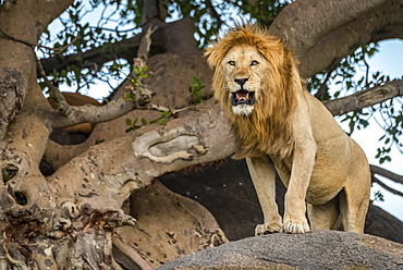 Male lion (Panthera leo) stands on rock beside tree, Serengeti, Tanzania