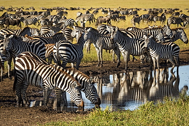 Plains zebra (Equus quagga) drink from puddle on track, Serengeti, Tanzania