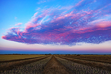 Swathed canola field at sunset with glowing pink clouds, Legal, Alberta, Canada