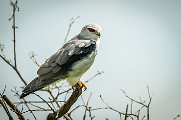 Black-shouldered kite (Elanus caeruleus) facing right in bare branches, Serengeti, Tanzania