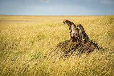 Cheetah (Acinonyx jubatus) and cub sit on termite mound, Serengeti, Tanzania