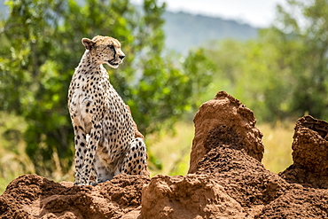 Cheetah (Acinonyx jubatu) sitting on termite mound turning head, Serengeti, Tanzania