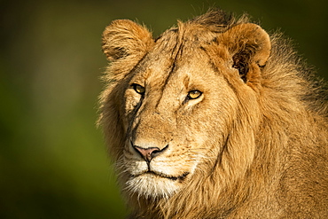 Close-up of male lion (Panthera leo) head and shoulders, Serengeti, Tanzania