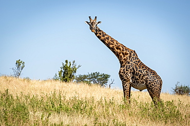 Masai giraffe (Giraffa camelopardalis tippelskirchii) stands watching camera on hillside, Serengeti, Tanzania