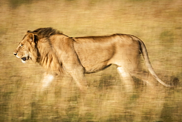 Slow pan of male lion (Panthera leo) walking left, Serengeti, Tanzania