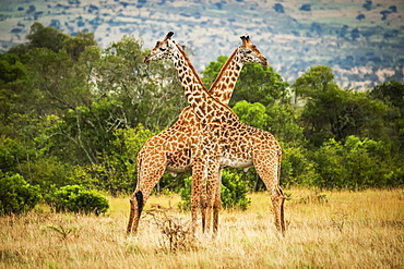 Two Masai giraffe (Giraffa camelopardalis tippelskirchii) crossing necks by trees, Serengeti, Tanzania