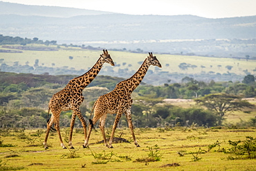 Two Masai giraffe (Giraffa camelopardalis tippelskirchii) walking across grassy plain, Serengeti, Tanzania