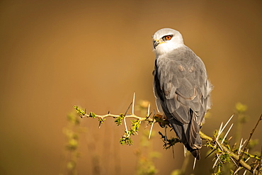 Black-shouldered kite (Elanus caeruleus) perched on thornbush looking left, Serengeti, Tanzania