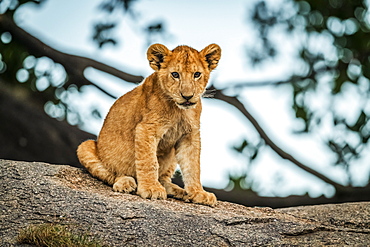 Lion cub (Panthera leo) sits on rock by tree, Serengeti, Tanzania