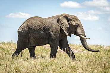 African elephant (Loxodonta africana) walking past in long grass, Serengeti, Tanzania