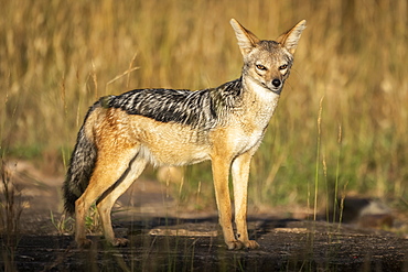 Black-backed jackal (Canis mesomelas) stands in sunshine watching camera, Serengeti, Tanzania