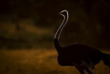 A male ostrich (Struthio camelus) stands silhouetted by the golden light of the sun at dawn. He has black feathers and a long, slim, pink neck, in the Serengeti, Tanzania