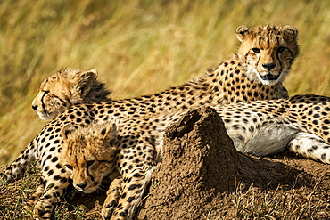 Close-up of Cheetah cubs (Acinonyx jubatus)near termite mound, Serengeti, , Tanzania