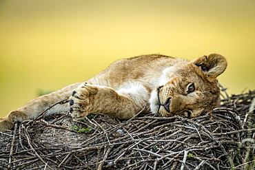 Close-up of lion cub (Panthera leo) lying on twigs, Serengeti, Tanzania