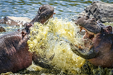 Close-up of two hippo (Hippopotamus amphibius) fighting and splashing in water, Serengeti, Tanzania