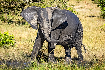 Elephant calf (Loxodonta africana) squirts muddy water over itself, Serengeti, Tanzania