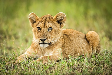 Lion cub (Panthera leo) lies in grass looking left, Serengeti, Tanzania