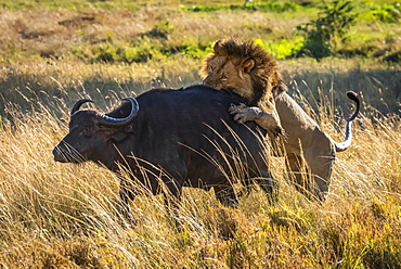 Male lion (Panthera leo) attacks Cape buffalo (Syncerus caffer) from behind, Serengeti, Tanzania